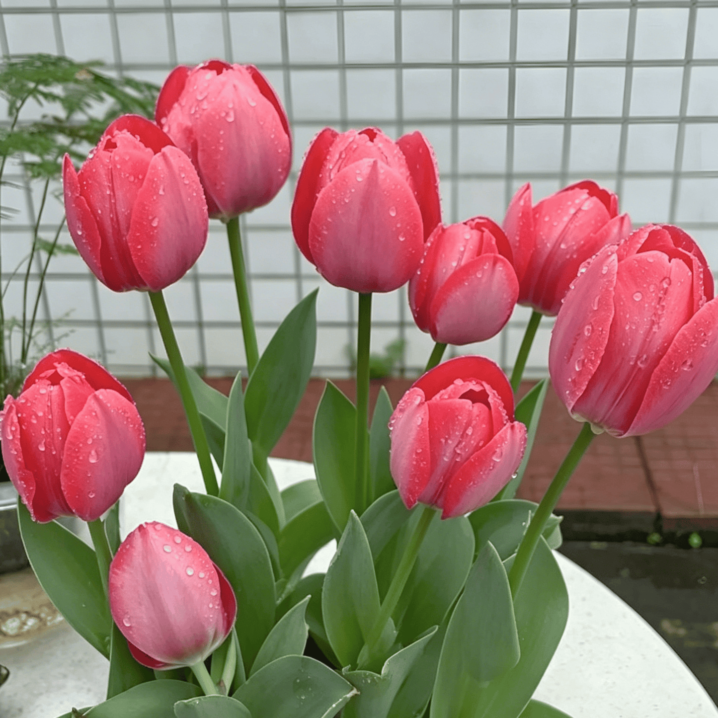🌷Rijetko sjeme tulipana – šareni proljetni cvjetovi za lonce, obrube i vrtove-HR