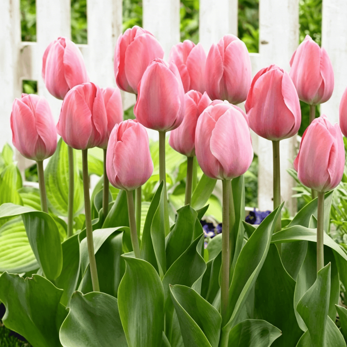 🌷Rijetko sjeme tulipana – šareni proljetni cvjetovi za lonce, obrube i vrtove-HR