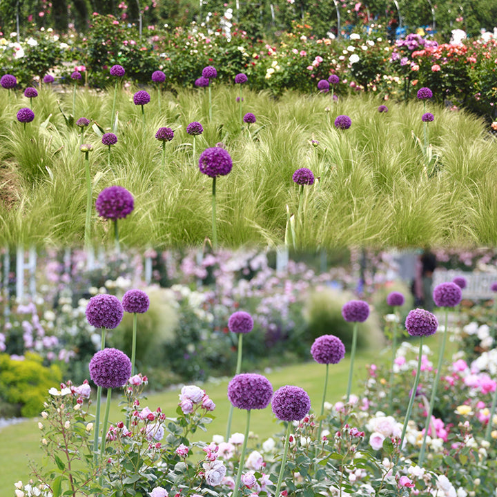 Okrasni cvet čebule (Allium Giganteum)-SI
