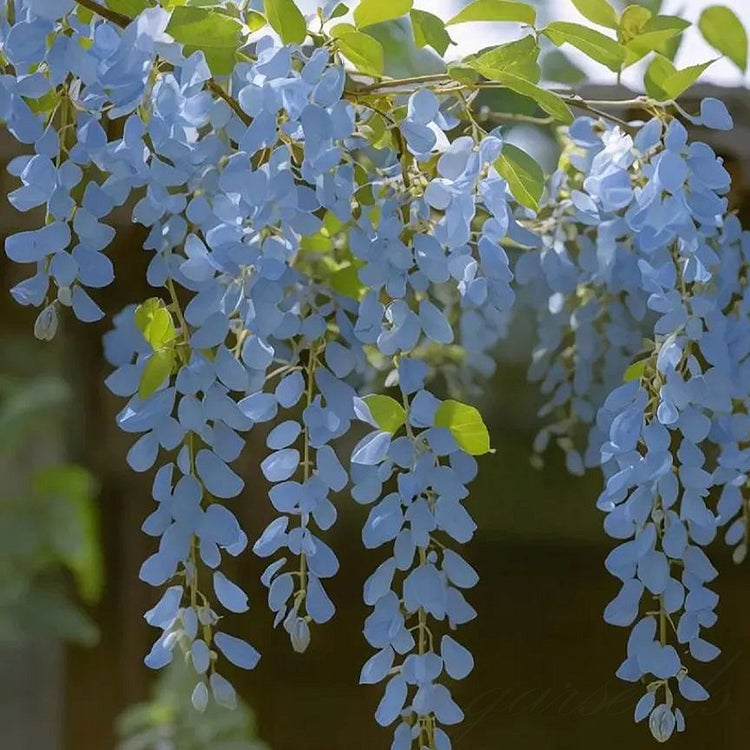 Semillas de glicina: la belleza en cascada del jardín todo el año-ES