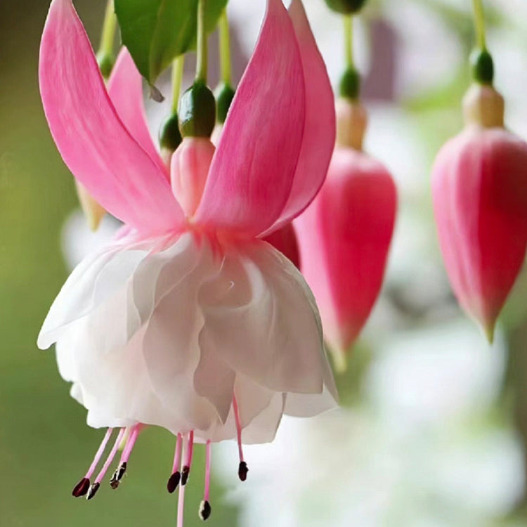 🌺Semillas de fucsia - Flor de linterna-ES