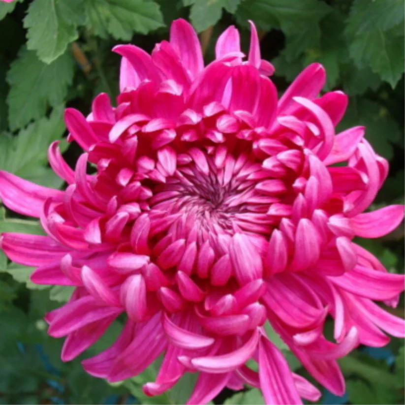🌺Άνθος Κομψότητας🌼Σπόροι Γιγάντιου Χρυσάνθεμου-GR
