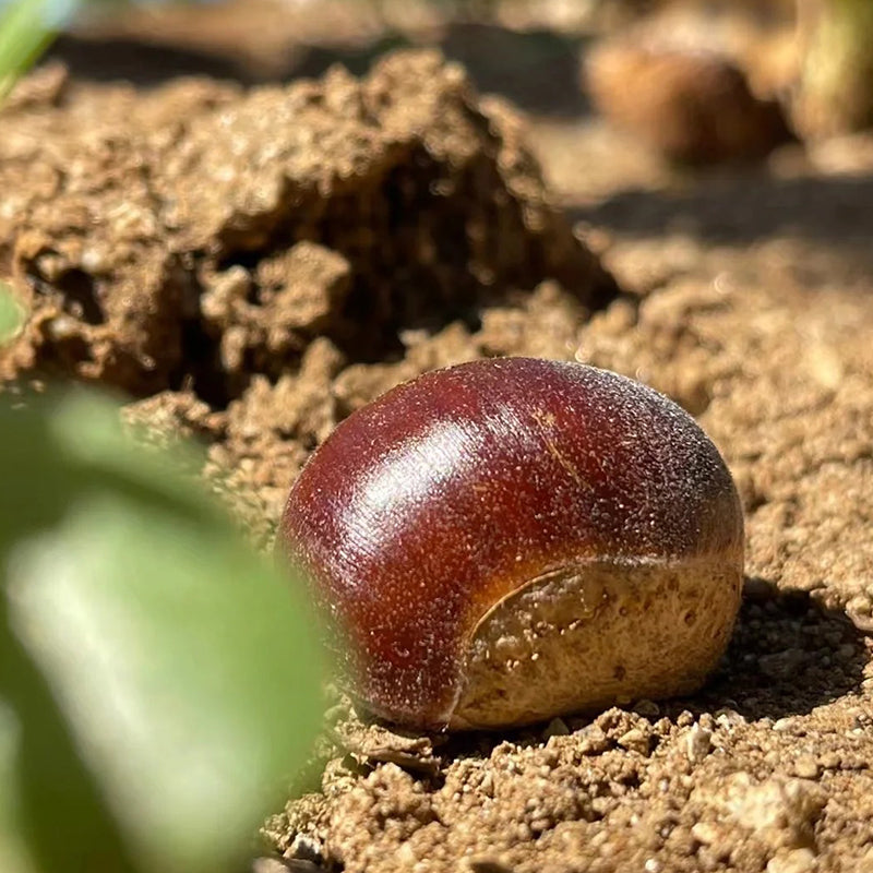 Semillas de castaño de Indias enano: frutos secos dulces y aromáticos-ES
