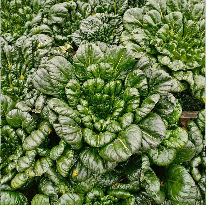 Σπόροι Brassica Narinosa (WuTat Choy)-GR