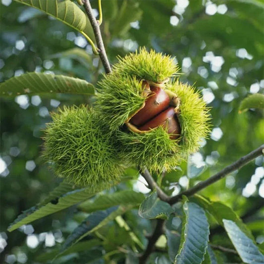 Nykštukinių kaštonų sėklos – saldūs ir aromatingi riešutai-LT