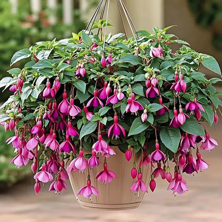 🌺Semillas de fucsia - Flor de linterna-ES