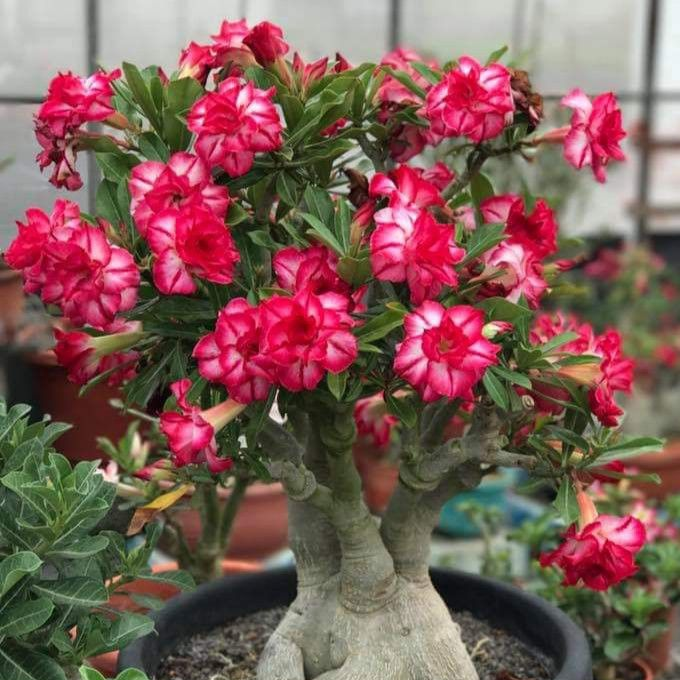 🎁Lukovice pustinjske ruže🌵Vrlo jednostavne za njegu! 🌸Lukovice Adenium Obesum-HR