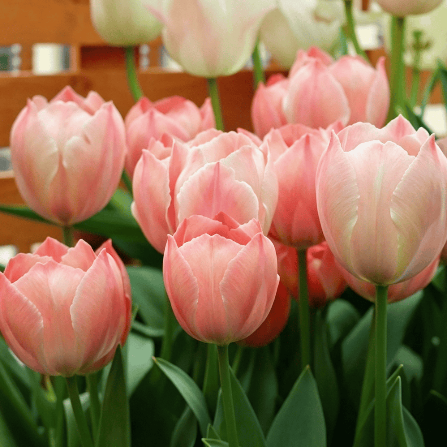 🌷Rijetko sjeme tulipana – šareni proljetni cvjetovi za lonce, obrube i vrtove-HR