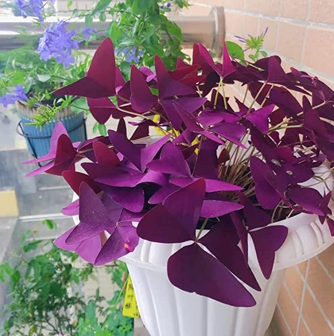 💜Violetinės sėkmės rūgštynių svogūnėliai-LT