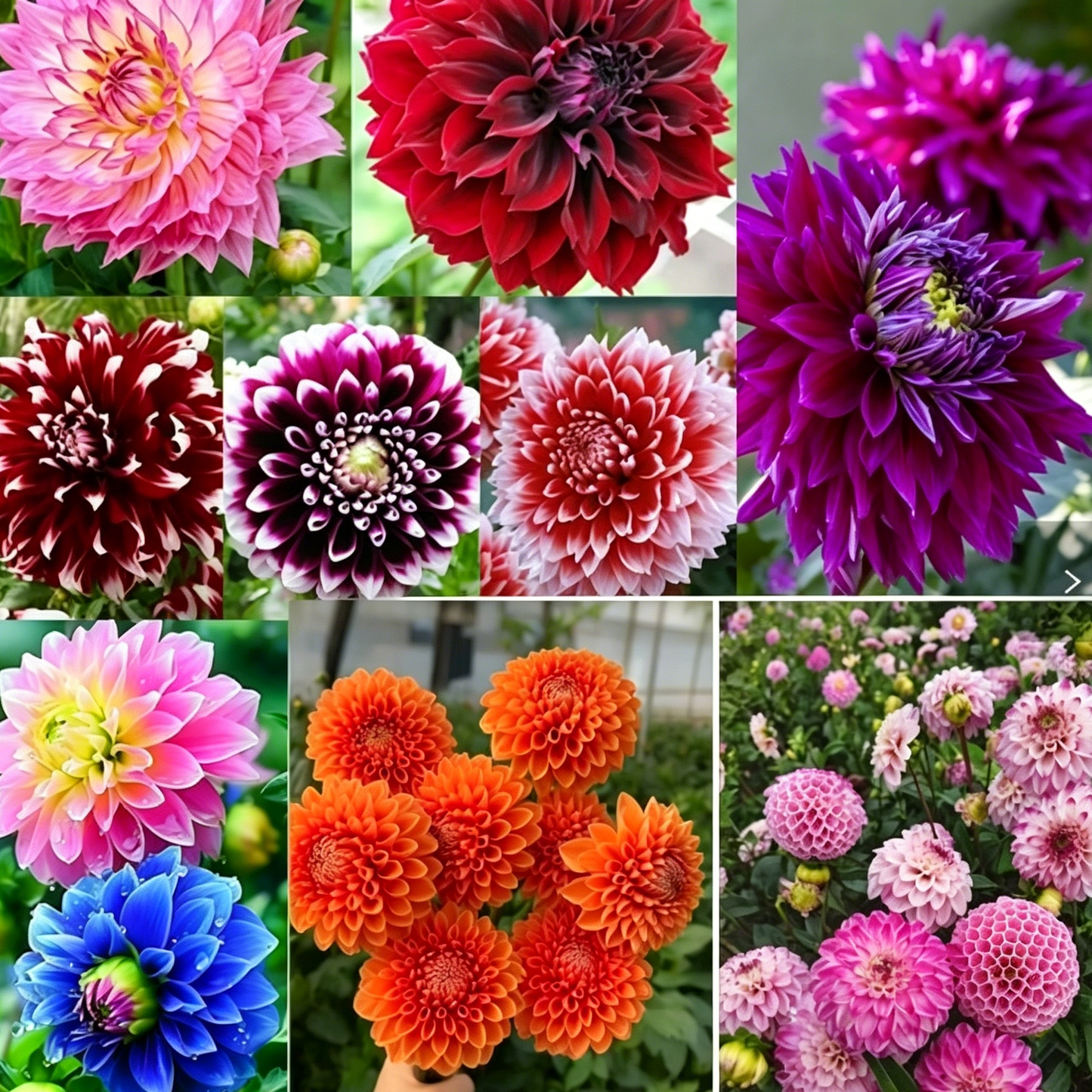 Semillas de dalias que deslumbran en el jardín: flores grandes y coloridas que acaparan todas las miradas.-ES