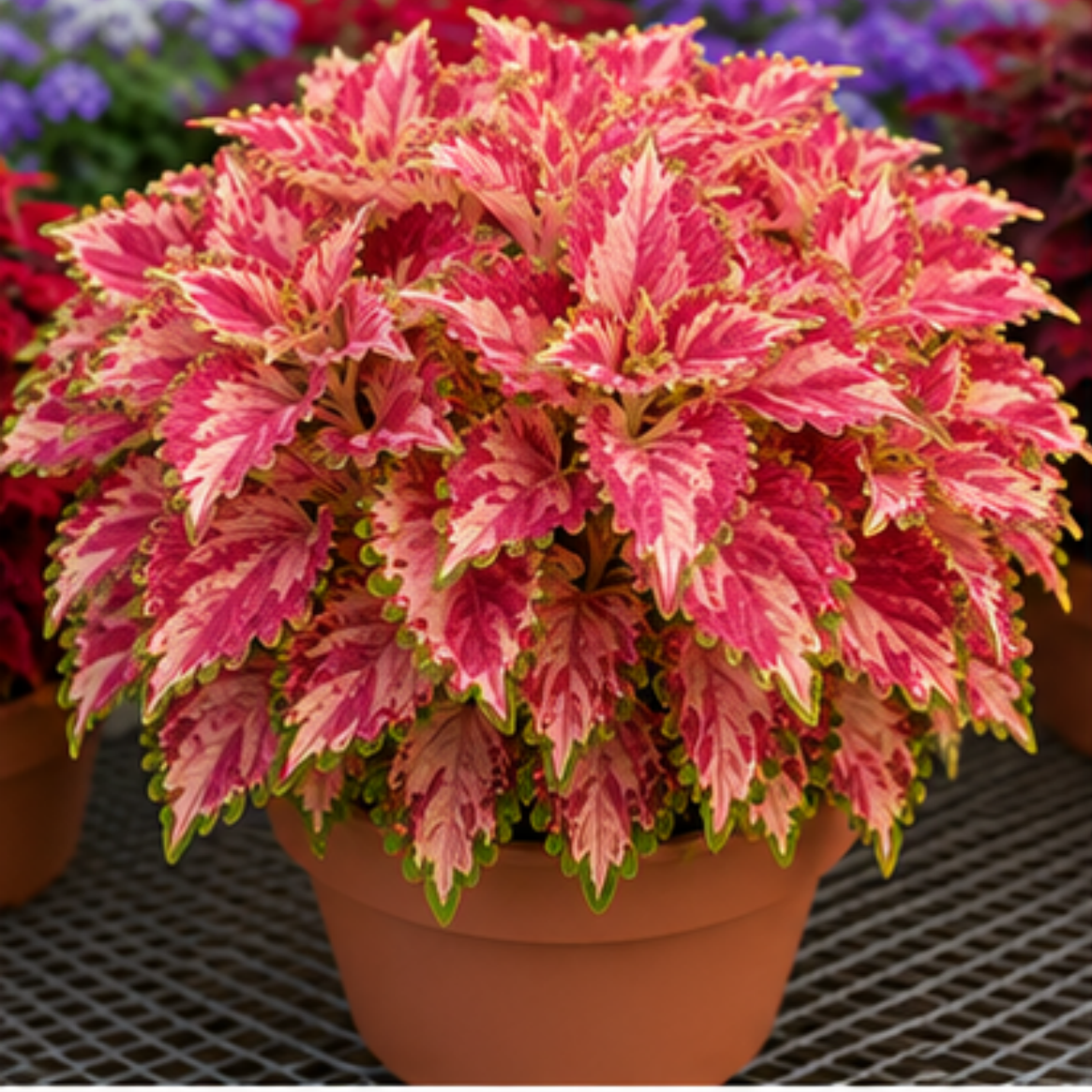 🌿Βολβοί Coleus🌷 – Γεμίστε τον κήπο σας με χρώμα🌈-GR