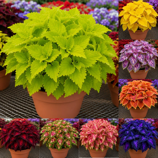 🌿Βολβοί Coleus🌷 – Γεμίστε τον κήπο σας με χρώμα🌈-GR