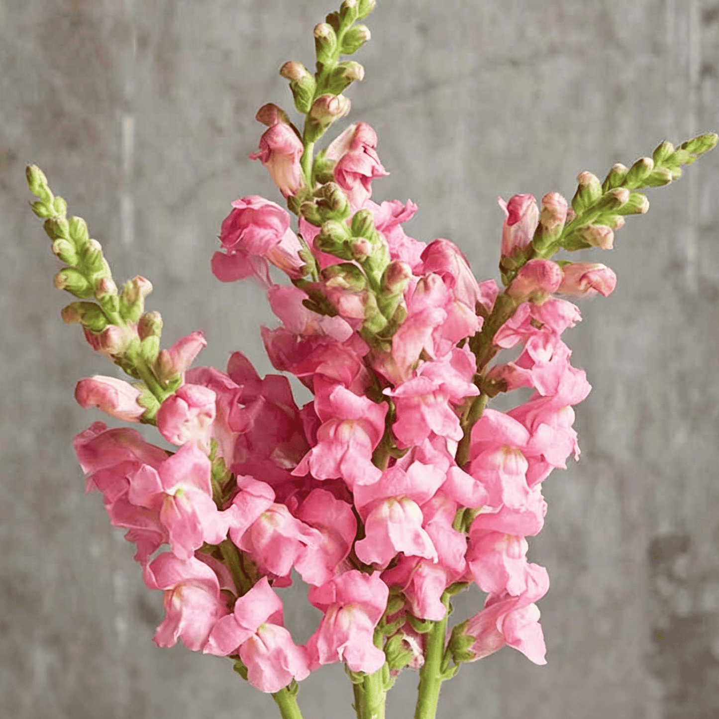 „Royal Garden Snapdragon“ sėklos – sodininkų pasirinkimas, norintiems aukštų, spalvingų skintų gėlių 🌸-LT