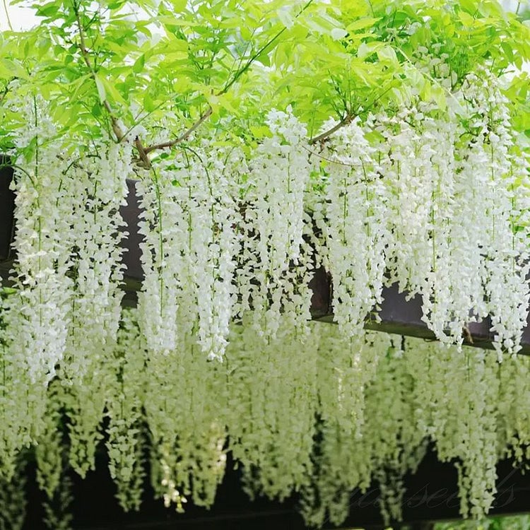 Semillas de glicina: la belleza en cascada del jardín todo el año-ES