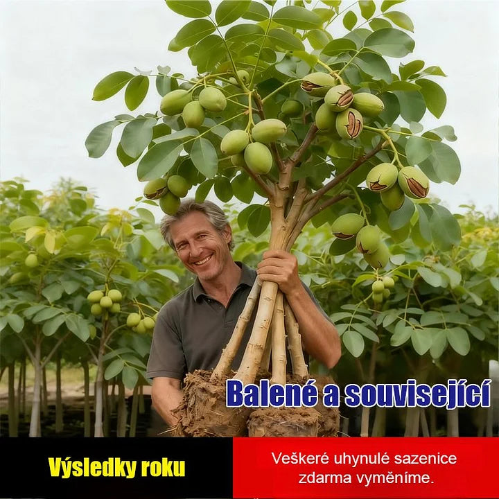 Americké importované sadenice pekanových orechov-SK