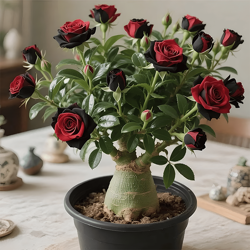 Bulbos de rosa del desierto-ES
