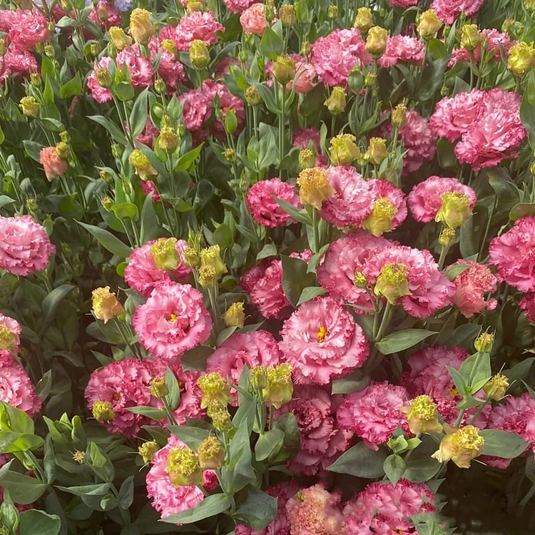 🔥Posljednji dan prodaje💝Eustoma Thornless Rose💐Sjemenke Lisianthusa-HR