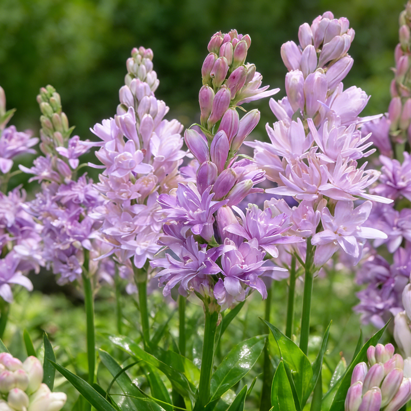 Bulbos de nardo de doble aroma – Moon Garden Flower-ES