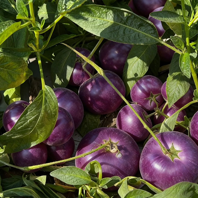 😋 Sjemenke ljubičastog Pepina 💜 Slatko, sočno i lako za uzgoj! 🌱-HR
