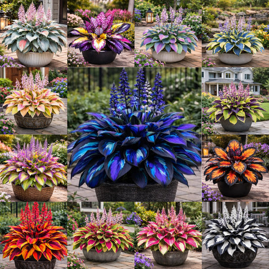 🌈 Βολβοί Hosta 🌿 Πολύχρωμοι, εύκολοι στην καλλιέργεια, θα φωτίσουν κάθε χώρο 🪴-GR