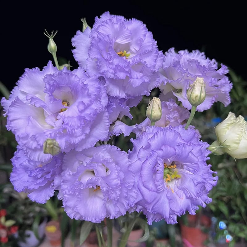 🔥Posljednji dan prodaje💝Eustoma Thornless Rose💐Sjemenke Lisianthusa-HR