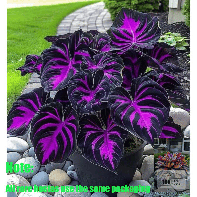 🌿 Σπάνιοι βολβοί Hosta🎁 Ειδική προσφορά 2025-GR
