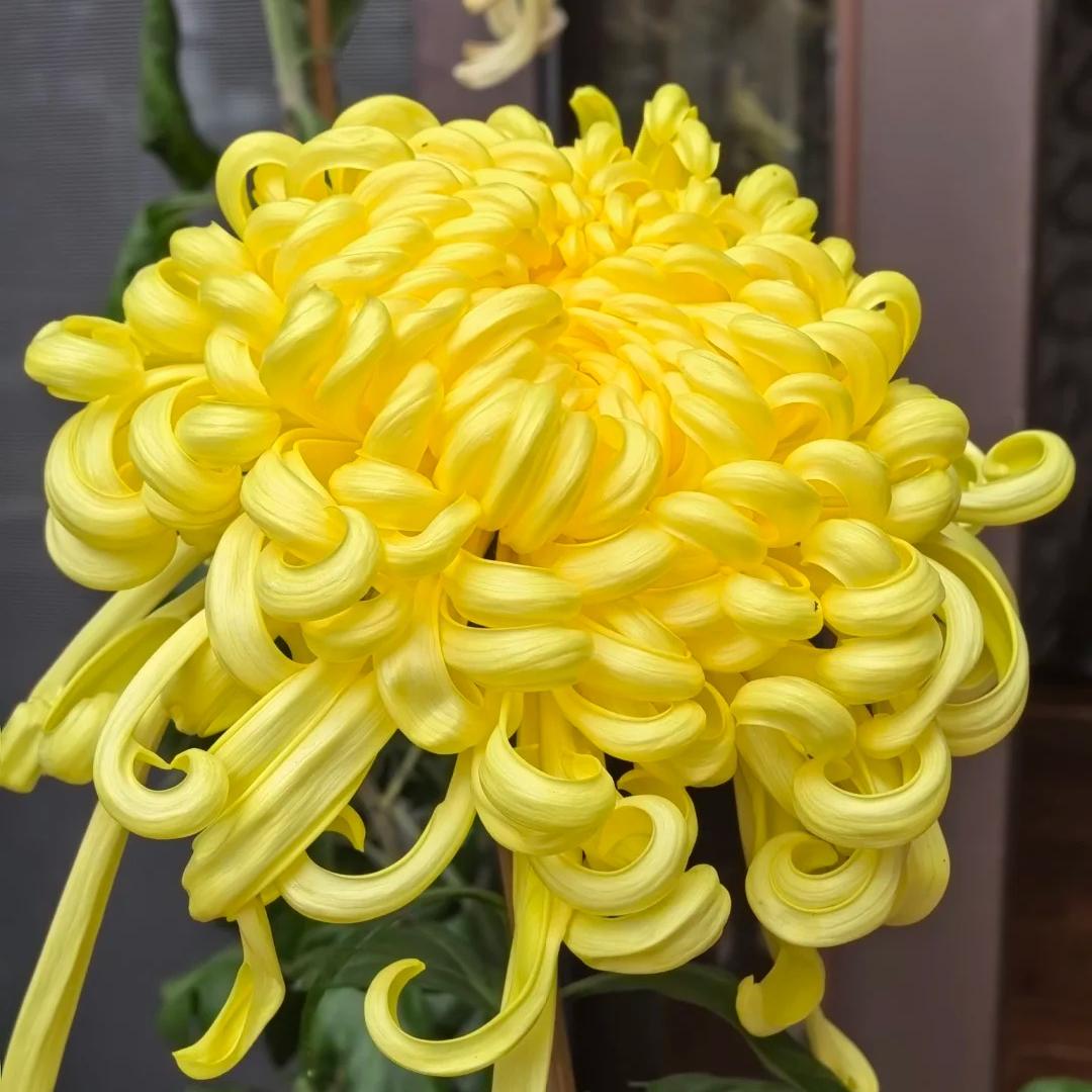 🌺Άνθος Κομψότητας🌼Σπόροι Γιγάντιου Χρυσάνθεμου-GR