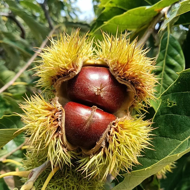 Semillas de castaño de Indias enano: frutos secos dulces y aromáticos-ES