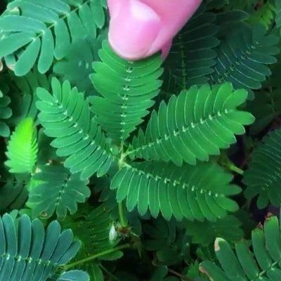 PISANA SEMENA MIMOZE-SI