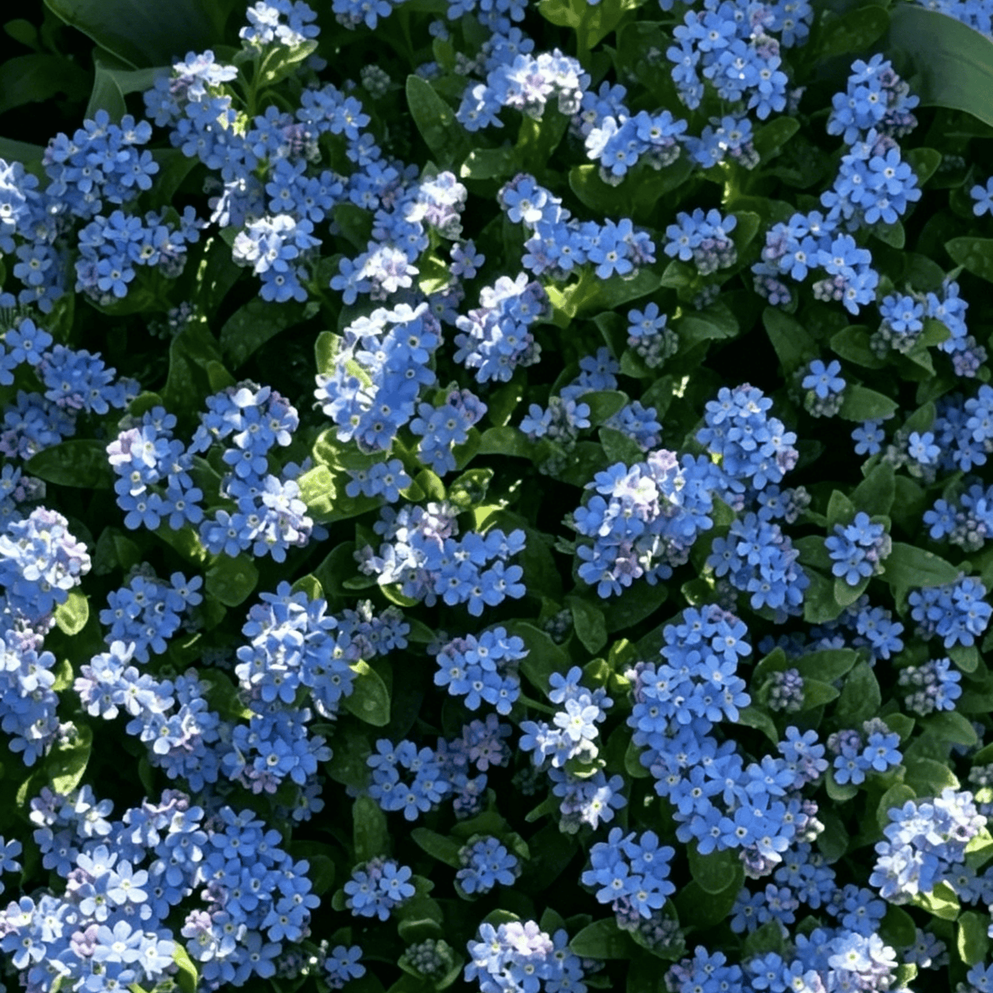 Sjeme zaboravnika Blue Memory – Cvijeće za seoski vrt provjerene kvalitete 🌿💙-HR