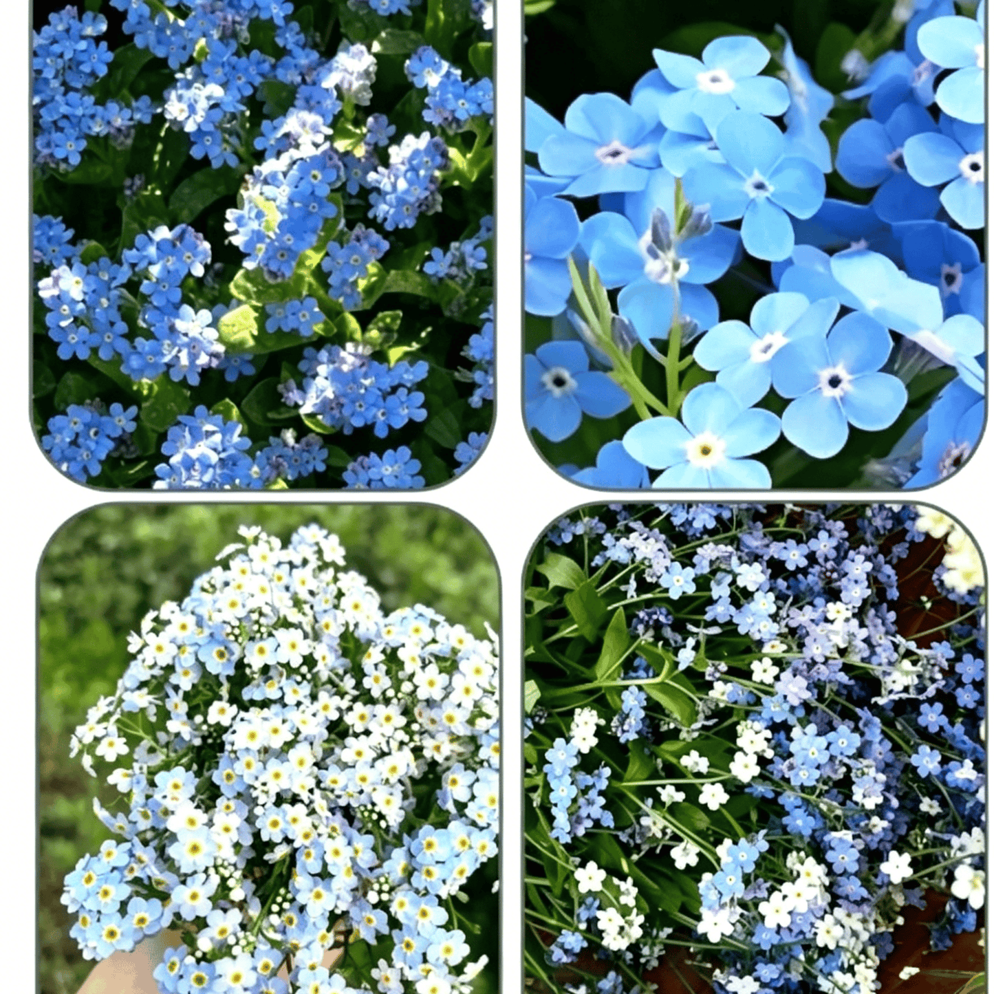 Sjeme zaboravnika Blue Memory – Cvijeće za seoski vrt provjerene kvalitete 🌿💙-HR