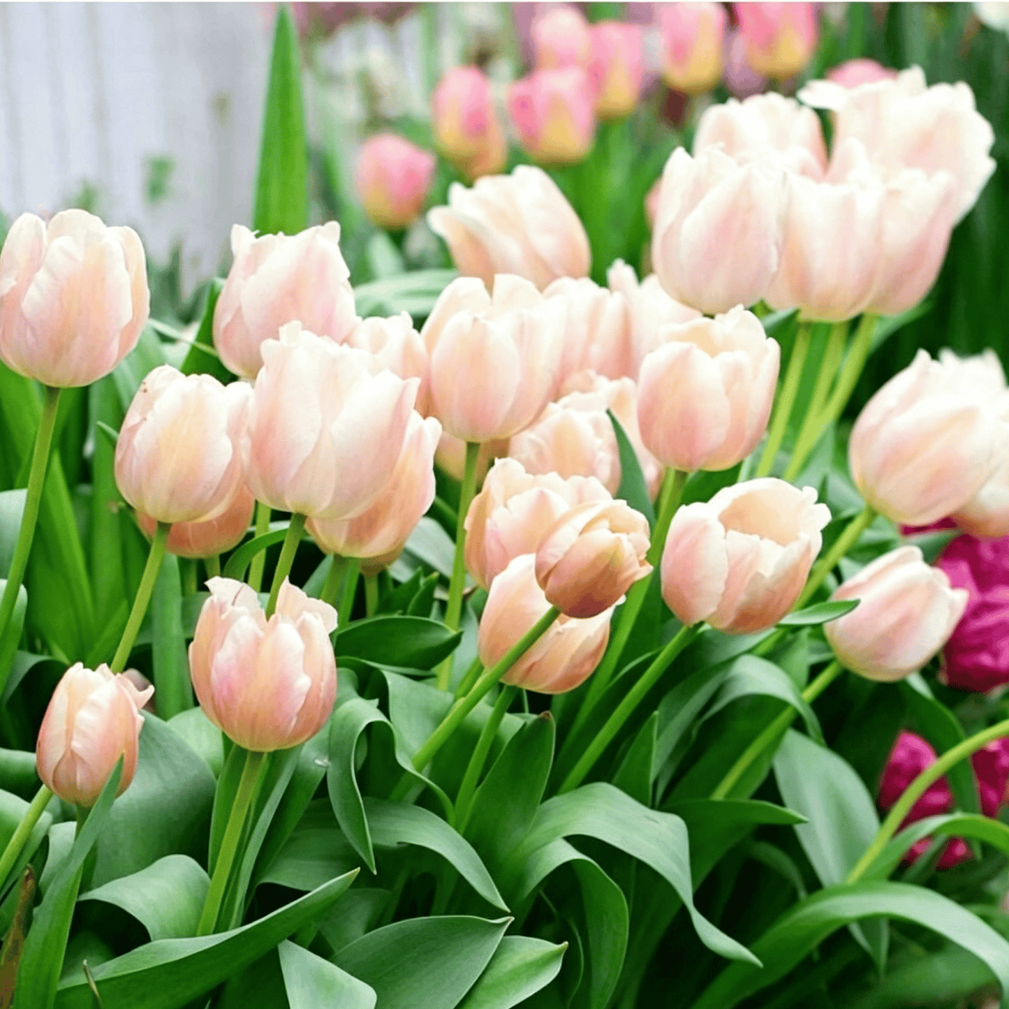 🌷Rijetko sjeme tulipana – šareni proljetni cvjetovi za lonce, obrube i vrtove-HR