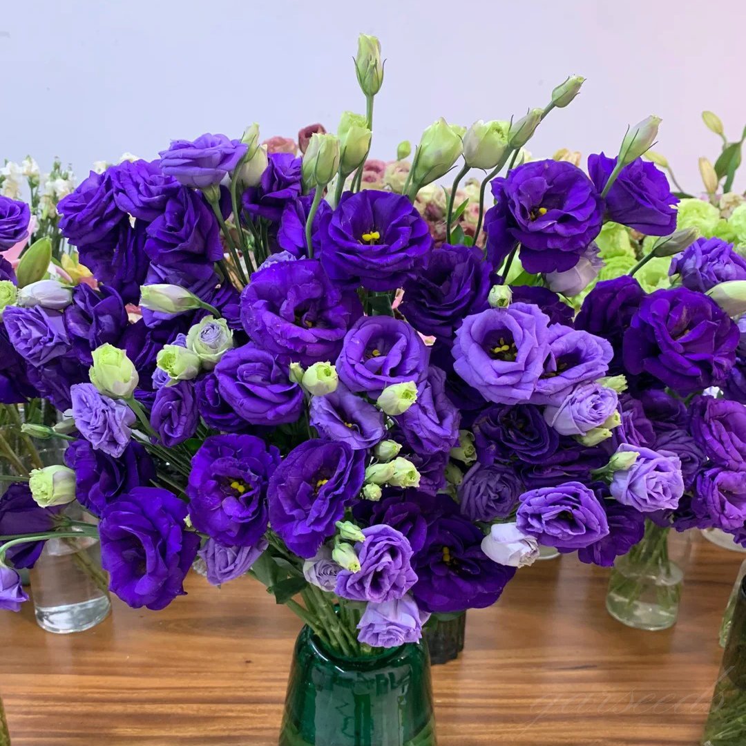 🔥Posljednji dan prodaje💝Eustoma Thornless Rose💐Sjemenke Lisianthusa-HR