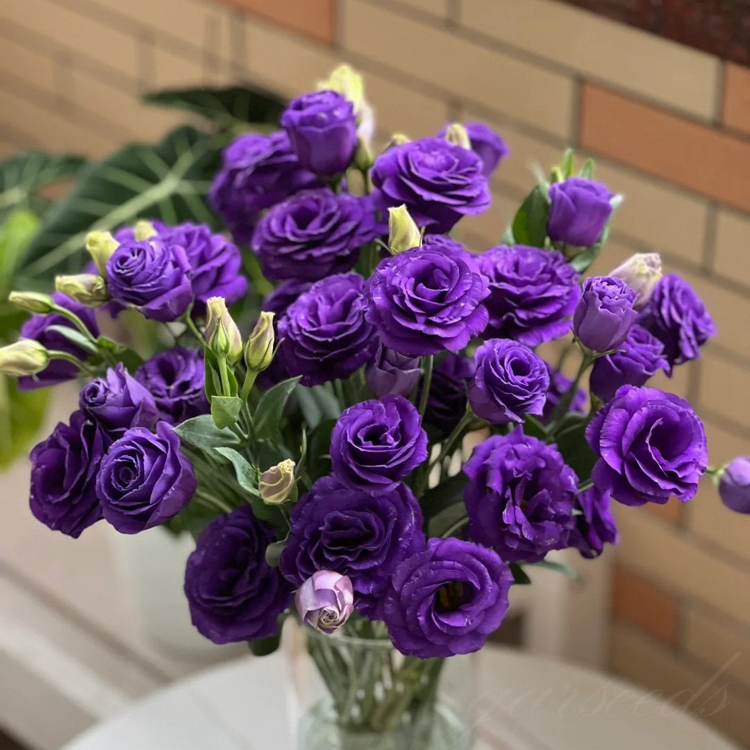 🔥Posljednji dan prodaje💝Eustoma Thornless Rose💐Sjemenke Lisianthusa-HR