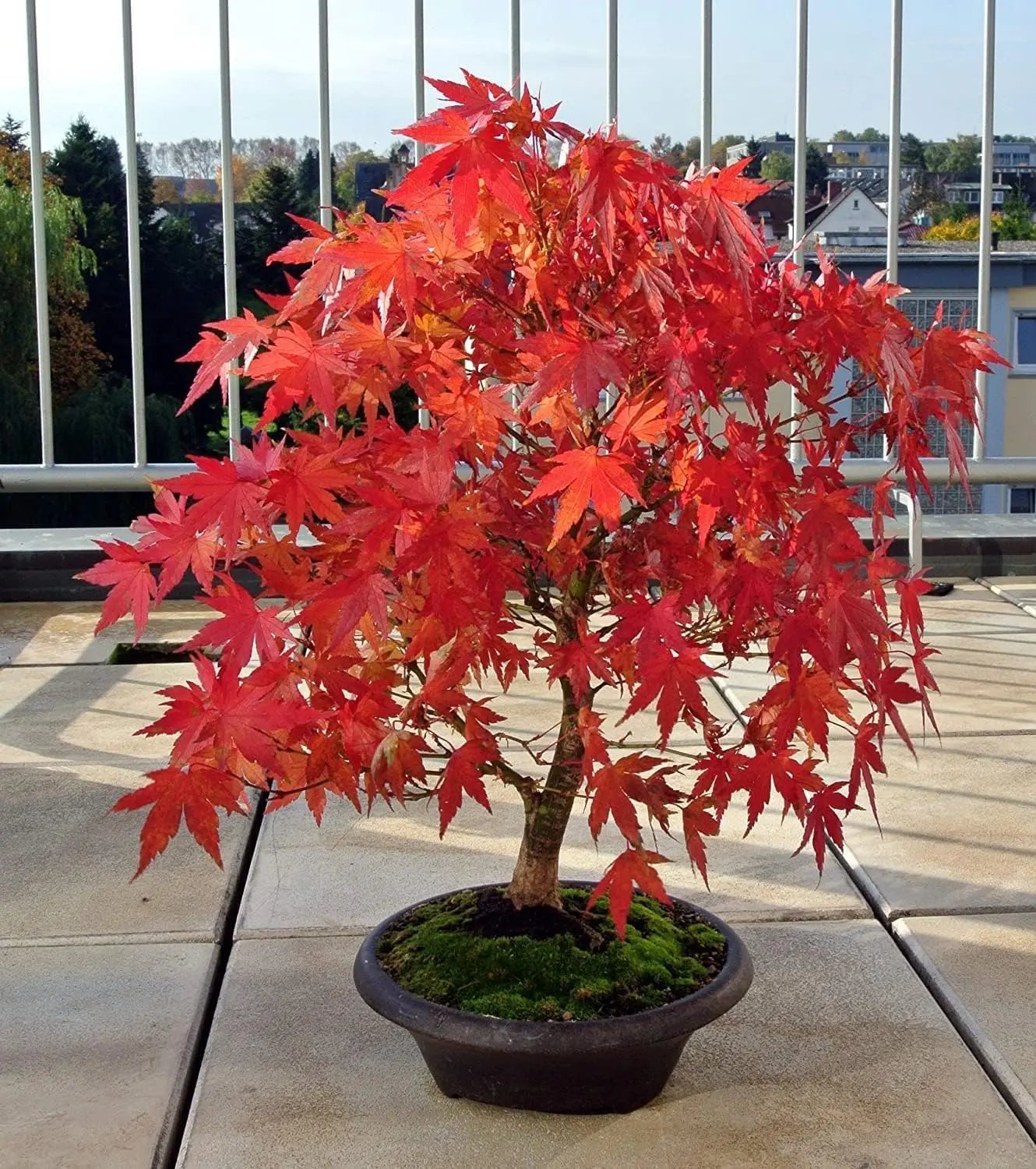 Aukščiausios kokybės japoninio raudonojo klevo sėklos – daugiau nei 30 sėklų su įspūdinga raudona spalva 🍁-LT