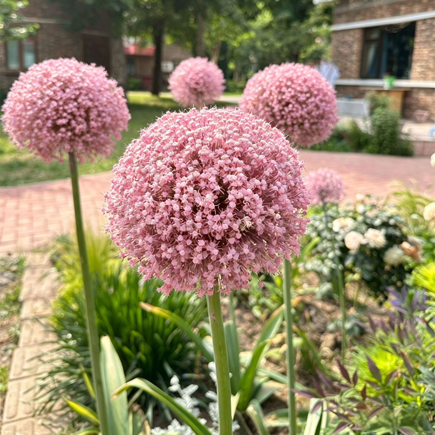 Okrasni cvet čebule (Allium Giganteum)-SI