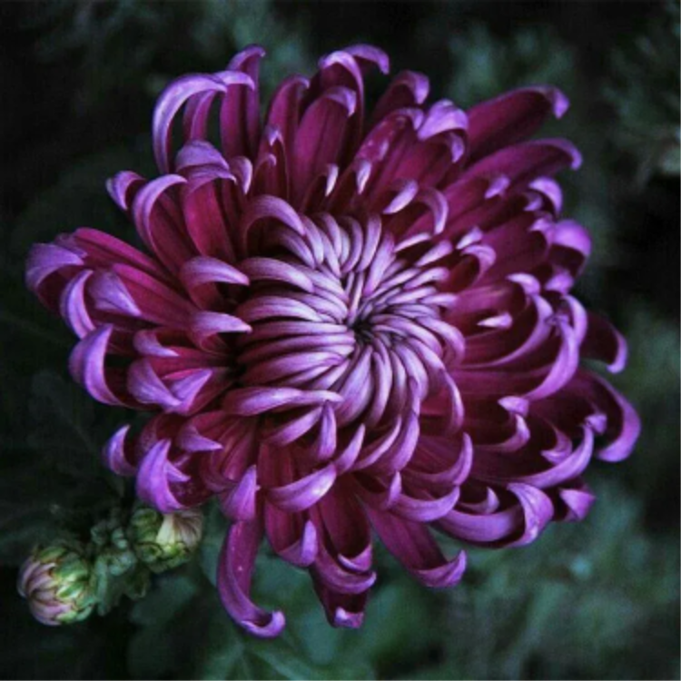 🌺Άνθος Κομψότητας🌼Σπόροι Γιγάντιου Χρυσάνθεμου-GR