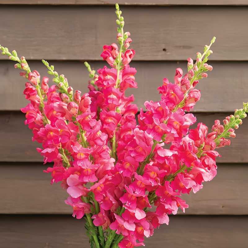 „Royal Garden Snapdragon“ sėklos – sodininkų pasirinkimas, norintiems aukštų, spalvingų skintų gėlių 🌸-LT