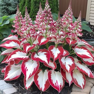 Hardy Beauty: Hosta cveti, odporni na senco in mraz-SI