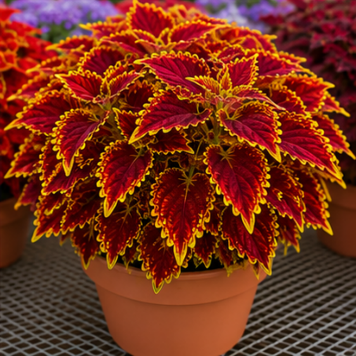 🌿Βολβοί Coleus🌷 – Γεμίστε τον κήπο σας με χρώμα🌈-GR
