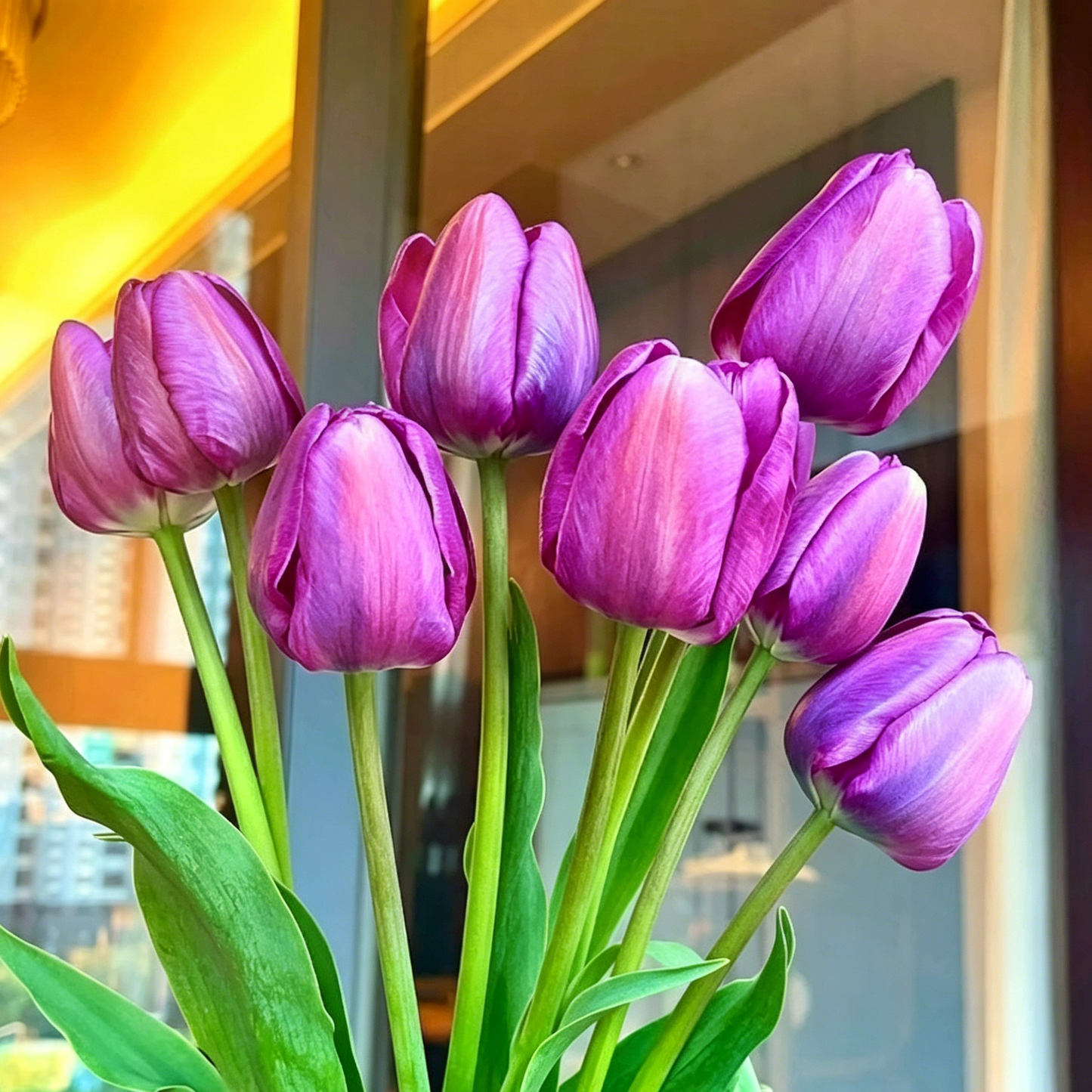🌷Rijetko sjeme tulipana – šareni proljetni cvjetovi za lonce, obrube i vrtove-HR