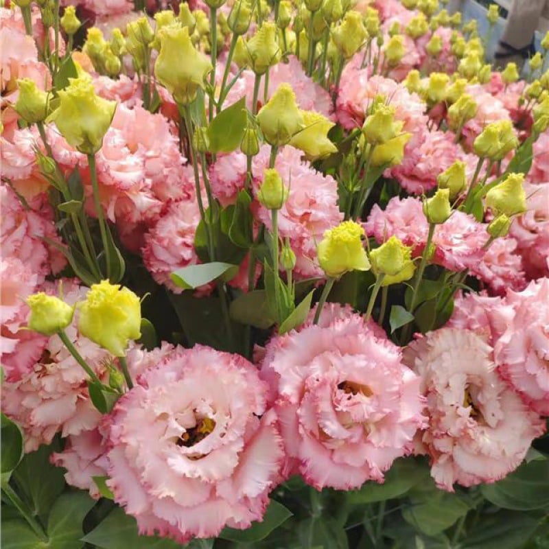 🔥Posljednji dan prodaje💝Eustoma Thornless Rose💐Sjemenke Lisianthusa-HR