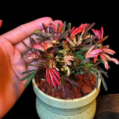 PISANA SEMENA MIMOZE-SI