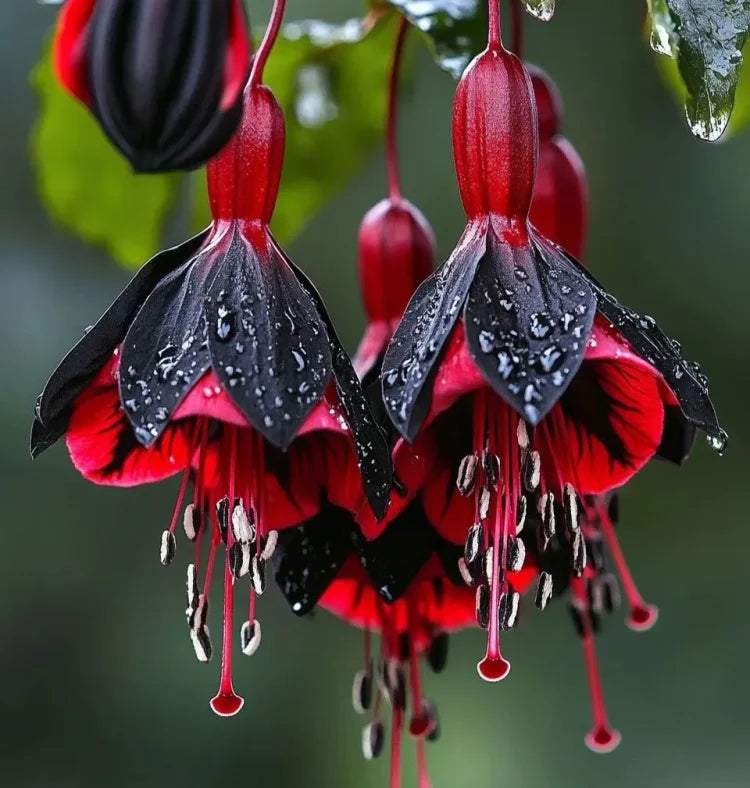🌺Semillas de fucsia - Flor de linterna-ES