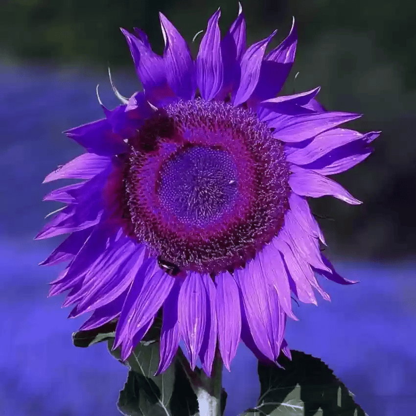 Paskutinės 8000 sėklų💜 „Midnight Sun“ milžiniškos saulėgrąžų sėklos🌻 Reta veislė ir užauga iki 8 pėdų ir daugiau-LT
