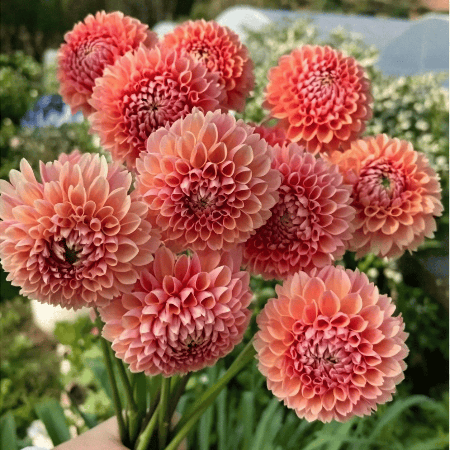 Semillas de dalias que deslumbran en el jardín: flores grandes y coloridas que acaparan todas las miradas.-ES