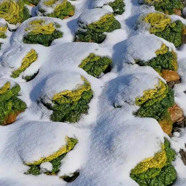 Σπόροι Brassica Narinosa (WuTat Choy)-GR
