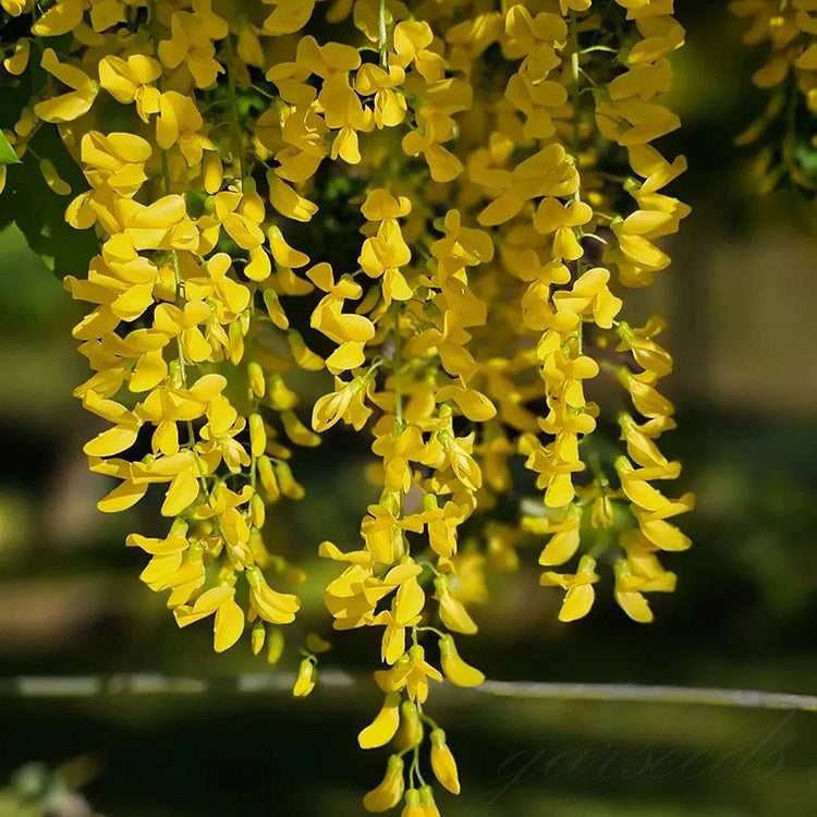 Semillas de glicina: la belleza en cascada del jardín todo el año-ES