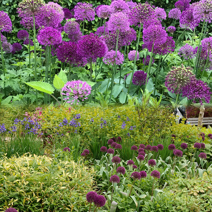 Okrasni cvet čebule (Allium Giganteum)-SI