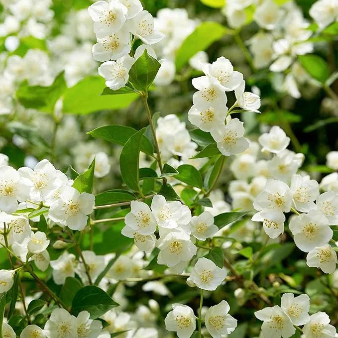 ZADNJI DAN PROMOCIJE 35% POPUSTA 🌸 Jasmin u saksiji (🌱Zajamčeno preživljavanje: Besplatne zamjene🌿)-HR